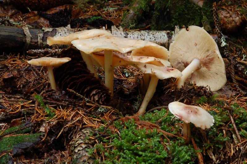 Der Gefleckte Rübling - häufig aber ungenießbar