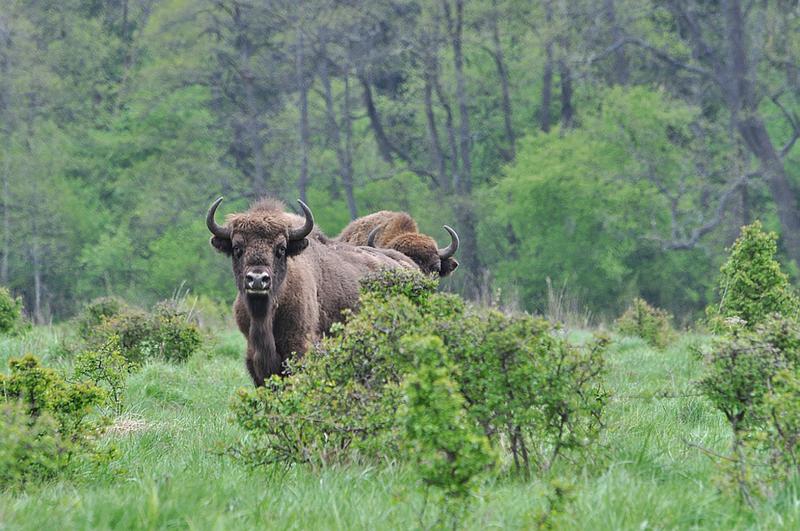 Europäisches Wisent im Białowieża-Wald. 