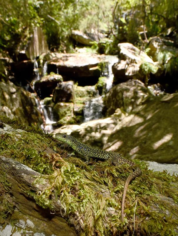 The Iberian Rock Lizard is well adapted to moist habitats in Spain and Portugal, but has disappeared from numerous forests in the last decades - probably due to increased temperature and aridity.