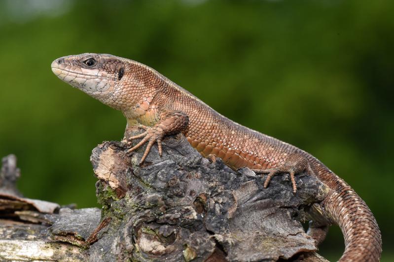 Die Waldeidechse, Zootoca vivipara, ist in Deutschland und Mitteleuropa weit verbreitet. Ihre südlichsten Populationen sind aufgrund erhöhter Temperatur und Trockenheit ausgestorben.