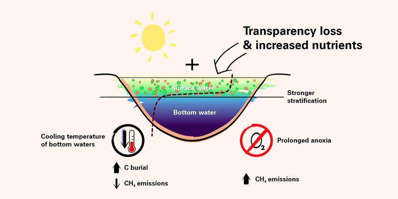 Effects of climate change on the water temperature, water transparency, density stratification and oxygen content in lakes.