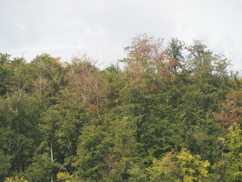 Trockenschäden an Buchen in Thüringen