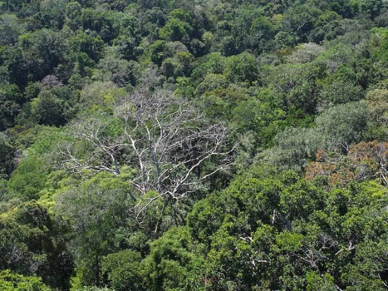 Forest view, 42-m visitor tower, Botanical Garden.