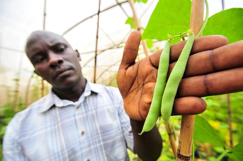Eine genetische Auswahlmethode hilft afrikanischen Züchtern Bohnen weiterzuzüchten, die gegen einen Pilz resistent sind.