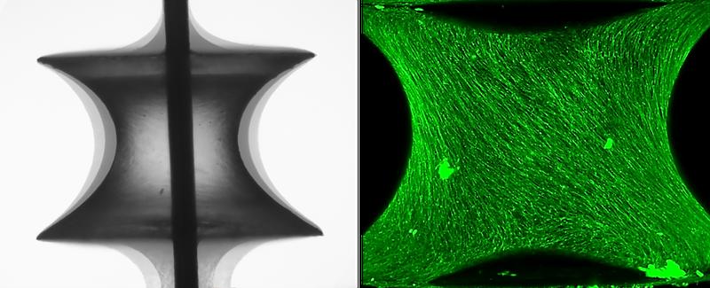L: Phasenkontrastbilder eines auf einer Kapillarbrücke gewachsenen Gewebes. R: Mit fluoreszierendem Marker eingefärbtes Skelett der Zellen, um sie mit Lichtblattmikroskopie in 3D sichtbar zu machen. 