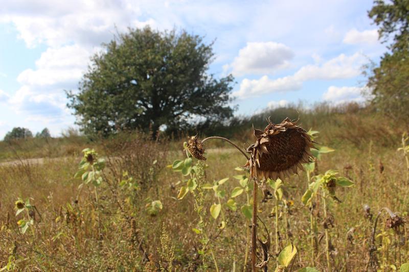 Die Art der Vegetation und Landnutzung spielt für die Wasserspeicherung und -verteilung eine wichtige Rolle.