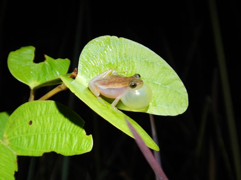 Dendropsophus rozenmani: neu entdeckt und akut bedroht. 