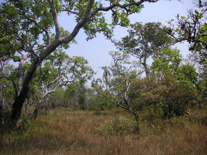 Lebensraum der winzigen Frösche – vor den verheerenden Waldbränden. 