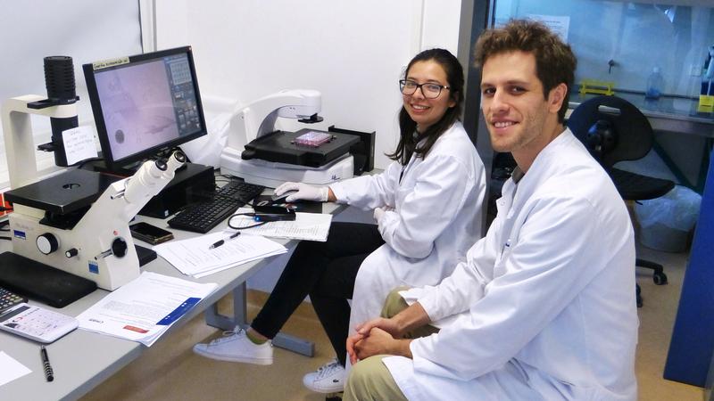 Die Mexikanerin Blanca Licia Torres García (l.) und Genc Abdyli aus dem Kosovo, Teilnehmer der diesjährigen Summer School, beobachten in einem 3D-Zellmodell Prozesse der Blutgefäßbildung.