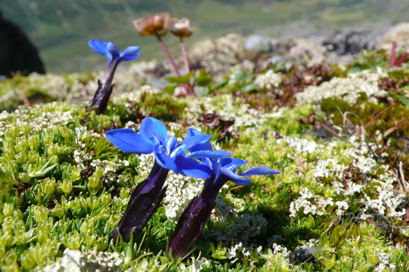 Welche alpinen Pflanzen vom Klimawandel profitieren, hängt stark vom Boden ab, der Wasser und Nährstoffe zur Verfügung stellt. Der Bayrische Enzian ist von vielen Schweizer Berggipfeln verschwunden.