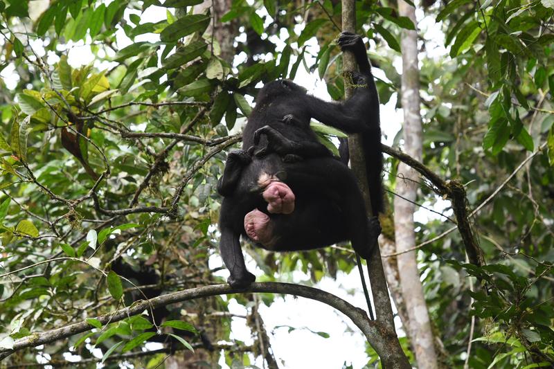 Gleichgeschlechtlicher Sex wirkt sich bei weiblichen Bonobos positiv auf das soziale Miteinander aus, einschließlich der Kooperation.