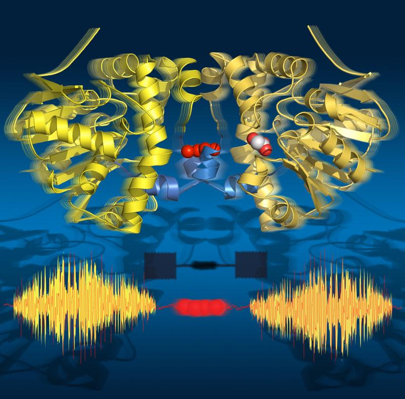 Time-lapse images show that the enzyme ‘breathes’ during turnover: it expands and contracts aligned with the catalytic sub-steps. Its two halves communicate via a string of water molecules.