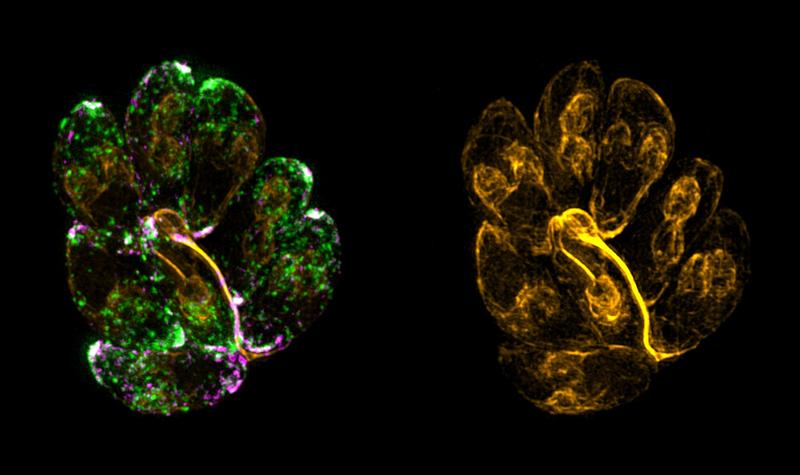 F-Aktin-Netzwerk (gelb), das für das Recycling von Mikronemen (grün) benötigt wird. Eine intrazelluläre parasitophore Vakuole im 8-Zell-Stadium.