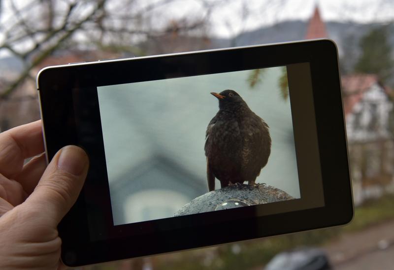 Das Foto eines gesuchten Vogels hochladen und schon hilft die Webseite der Jenaer Informatiker dabei, das Tier zu bestimmen.