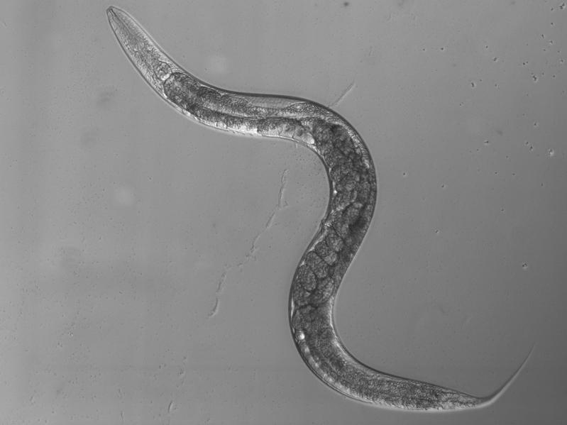 Der Fadenwurm C. elegans.