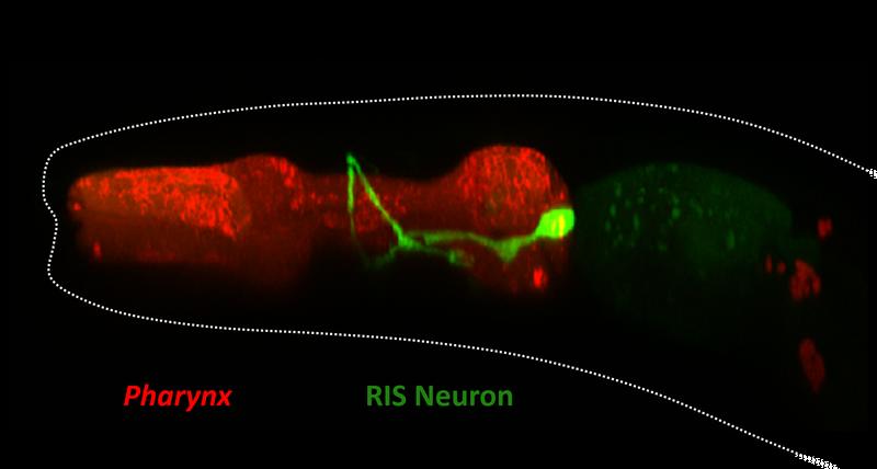 Das RIS-Neuron (grün) im Rachen des Fadenwurms C. elegans. 