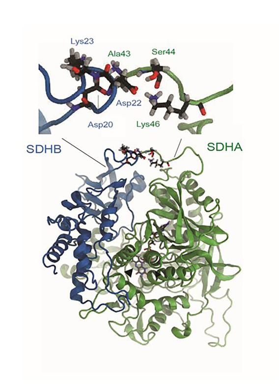 Molekulares Modell: Eine typische Interaktion des mutierten SDHA-Gens (grün) und des SDHB-Gens (blau). 