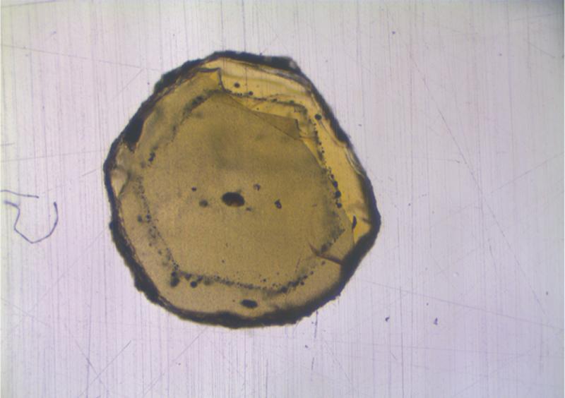 The mineral olivine contains melt inclusions (black dots), just a few micrometers in size. The geochemists isolated these inclusions and investigated the isotopic composition with mass spectrometers.