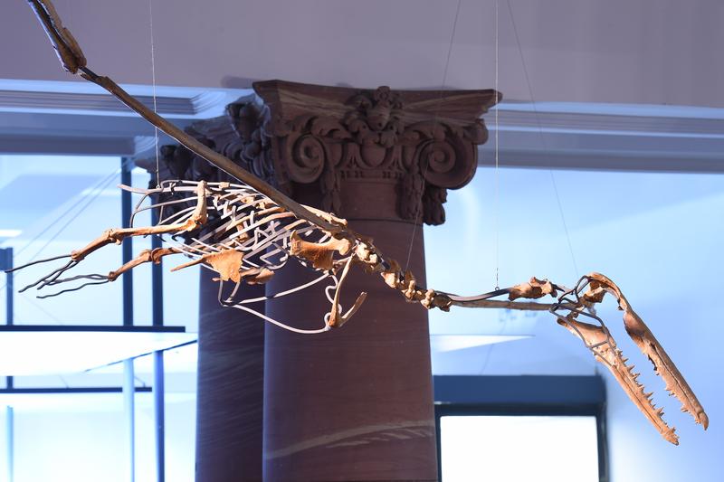 Die Rekonstruktion eines riesigen Verwandten der neu entdeckten Art – Pelagornis chilensis – hängt im Senckenberg Naturmuseum. 