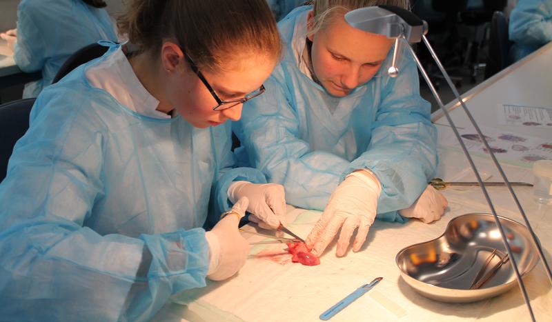 Das Forschungszentrum des Uniklinikums öffnet in den Herbstferien wieder sein Schülerlabor für künftige Herzchirurgen und Biomediziner. Anmeldungen sind bis zum 25. September möglich.