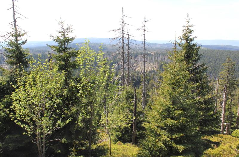 Durch Trockenheit und Borkenkäfer geschädigte Fichten im Harz