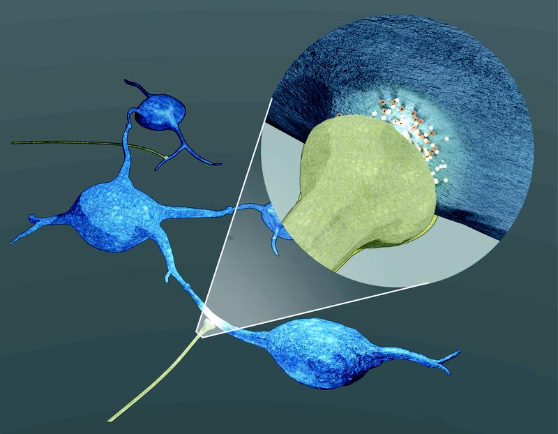 Grafische Darstellung des neu entdeckten Mechanismus, mit dem Nervenzellen (braun) das Wachstum von Hirntumorzellen (blau) fördern.