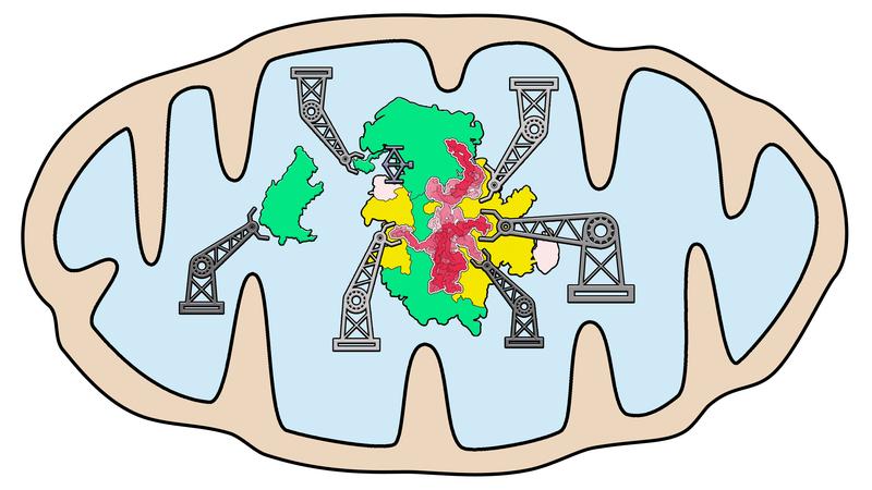  Model of the Mitoribosomal small subunit assembly in Trypanosoma brucei. 