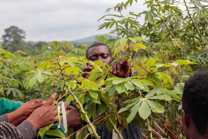 In Feldversuchen in Afrika und Asien wird getestet, welche Pflanzenlinien am vielversprechendsten sind. 
