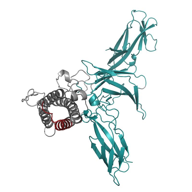 Struktur von Interleukin-23. Die Kompnente IL23-alpha ist in grau dargestellt.