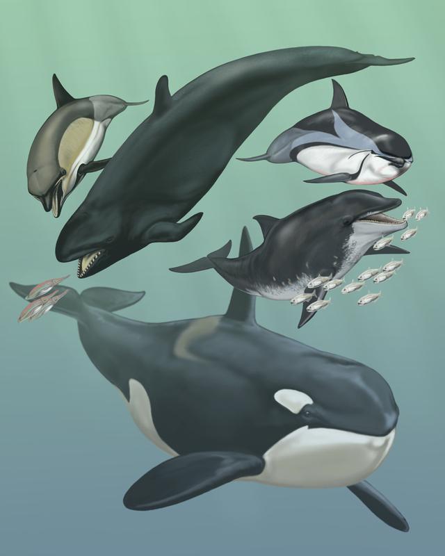 Zeichnung von Walen und Delfinen. 