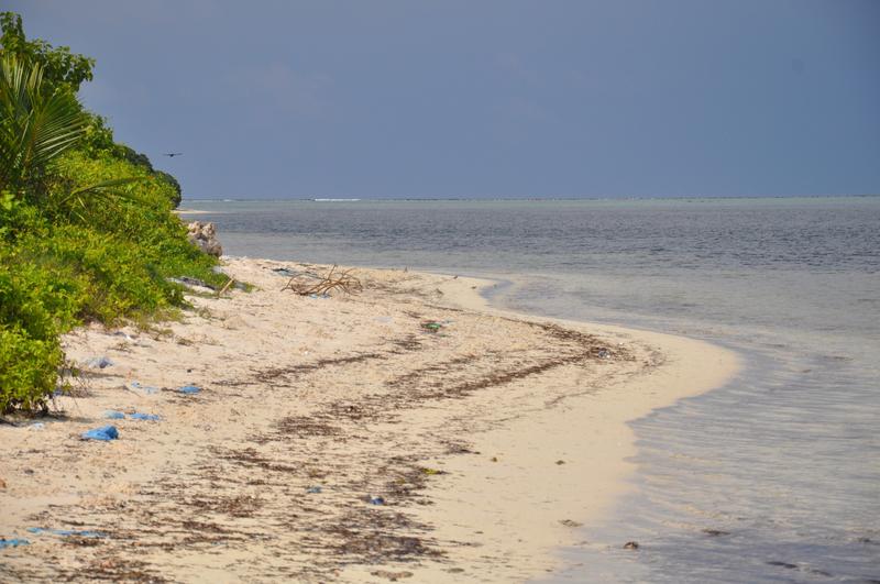 Auf den Malediven-Inseln der einheimischen Bevölkerung wird angespültes Material liegen gelassen. Dadurch kommen die Krebse dort ähnlich häufig vor wie auf komplett unbewohnten Inseln. 