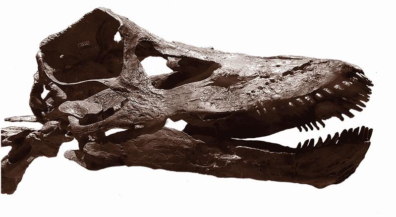 Schädel eines Kaatedocus siberi Sauriers. Die 14 vollständigen, gut erhaltenen Halswirbel und der fast vollständig erhaltene Kopf machen das Fossil zu einer wissenschaftlichen Besonderheit. 
