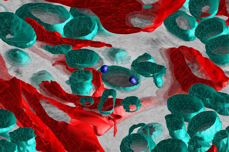 Die dreidimensionale Darstellung des Schwammgewebes verdeutlicht den engen Kontakt von Schwammzellen (rot) mit den im Schwamm lebenden Bakterien (türkis). 