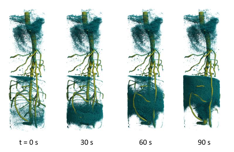 Die zeitaufgelöste 3D-Neutronentomographie zeigt den Aufstieg von deuteriertem Wasser im Wurzelsystem einer Lupinenpflanze. 
