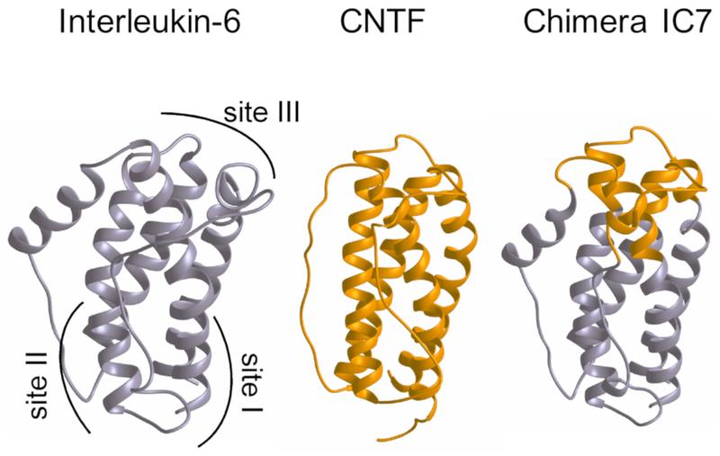 The artificial molecule IC7 (and also the ensuing molecule IC7Fc) largely consists of blocks of Interleukin-6 (IL-6, gray) and a section from a block of CNTF (gold).