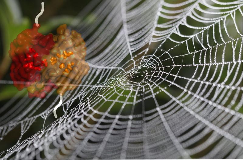 A spider’s web together with the molecular structure of the investigated domain. The side chains of the amino acid methionine are highlighted as coloured sticks.