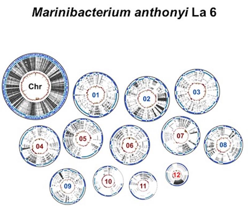 Ocean´s Thirteen: Das vielteilige Erbgut von Marinibacterium anthonyi La 6 bestehend aus einem Chromosom und zwölf Plasmiden. 