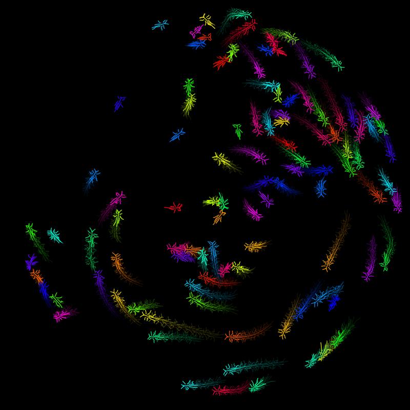 A deep learning toolkit, called DeepPoseKit, can automatically detect animal body parts directly from images or video with high speed and accuracy – without attaching physical markers.