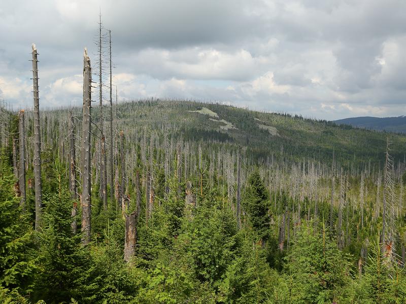 Spruces killed by bark beetles on the Lusen in the Bavarian Forest National Park in Germany. Ecologists call for preserving most of that dead wood in forests. 