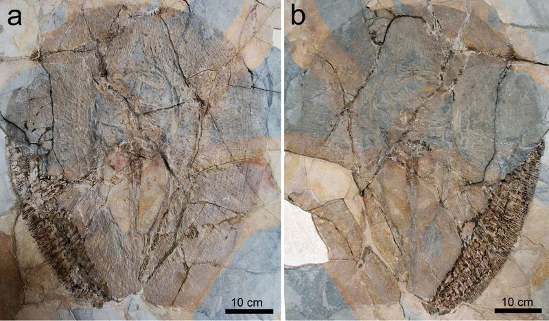 Eines der drei Fossilien von Lessiniabatis aenigmatica (MNHN F.Bol.566) aus der berühmten Fossilfundstelle von Monte Bolca (Italien), das als Platte und Gegenplatte erhalten ist.