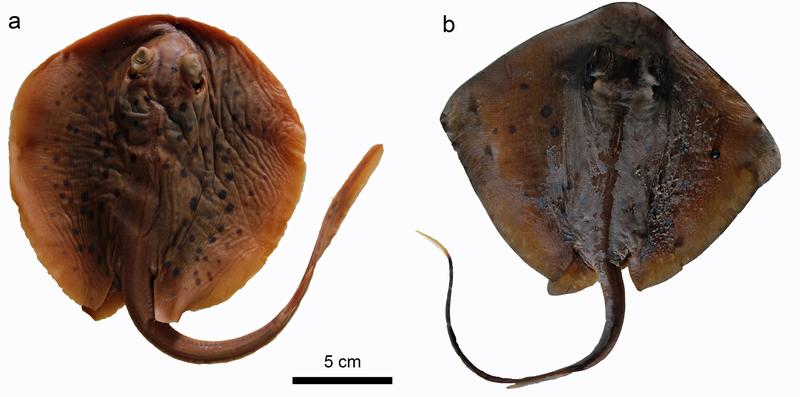Zwei heutige Stachelrochen: a) Taeniura lymma; b) Neotrygon sp. Die Exemplare befinden sich in der Sammlung des Institutes für Paläontologie der Universität Wien.