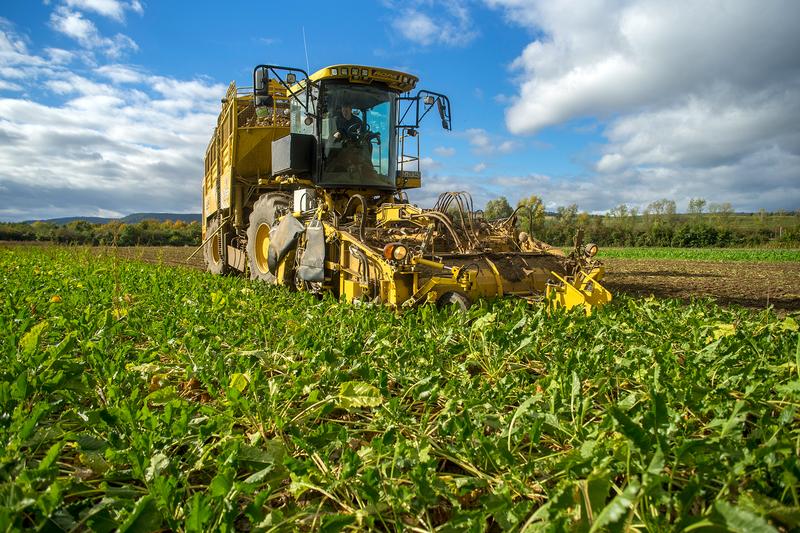 Ein Landwirt erntet mit dem Roder die Rüben auf dem Feld. 