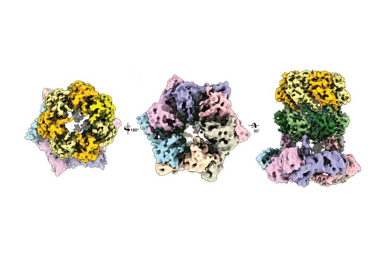 Drei kryo-elektronenmikroskopische Ansichten des Proteinkomplexes ClpX-ClpP. 