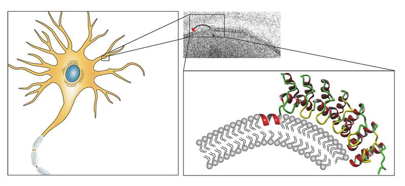 Ankyrin repeats bewirken zusammen mit einer weiteren Proteinstruktur Membrankrümmungen (rechts) und spielen im Protein Ankycorbin so eine zentrale Rolle in der Gestaltbildung von Nervenzellen (links)