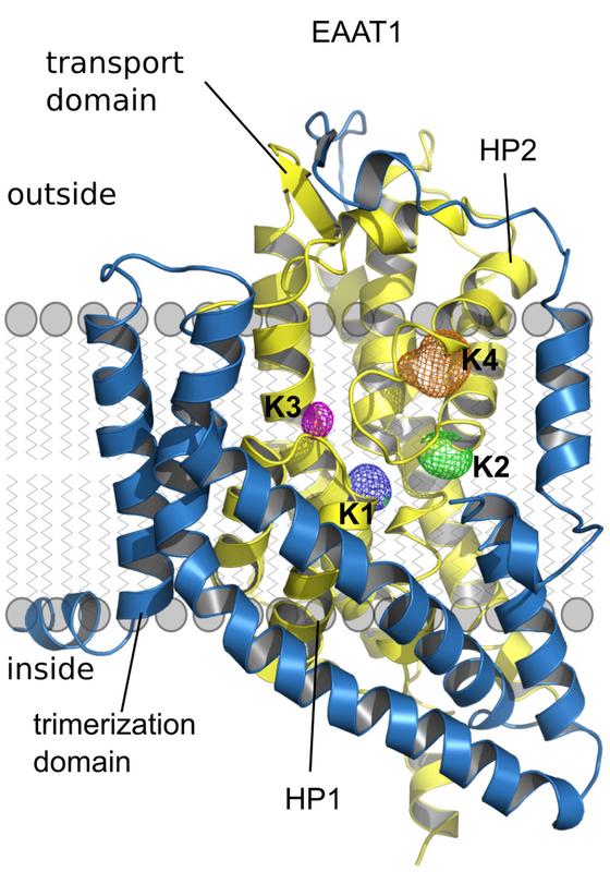 Glutamat-Transporter EAAT1 mit Andockstellen für K+-Ionen (K1-K4)