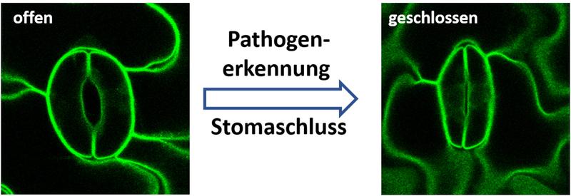 Pflanzen schützen sich vor Pilzen und anderen Krankheitserregern (Pathogenen), indem sie ihre Stomata verschließen. 