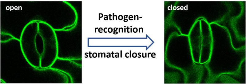 Plants protect themselves against fungal invaders by closure of their stomatal pores.