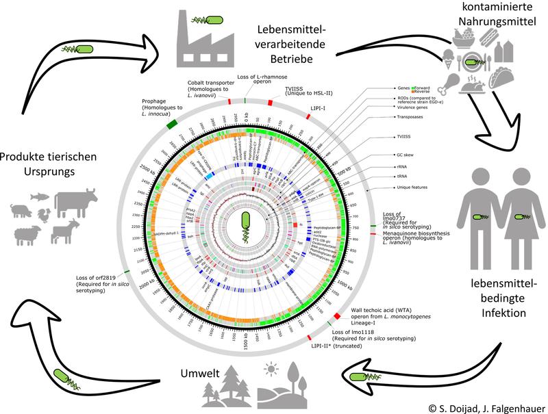 Übertragungswege bei Listerien-Infektionen sowie Darstellung des Genoms des hypervirulenten Listeria-Stamms.
