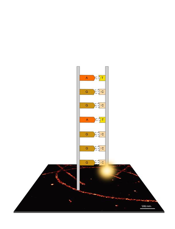 Darstellung des optimierten Farbstranges. Durch die neu konzipierte Abfolge der Basenpaare kann die Bindefrequenz erhöht werden und Bilder schneller aufgenommen werden.