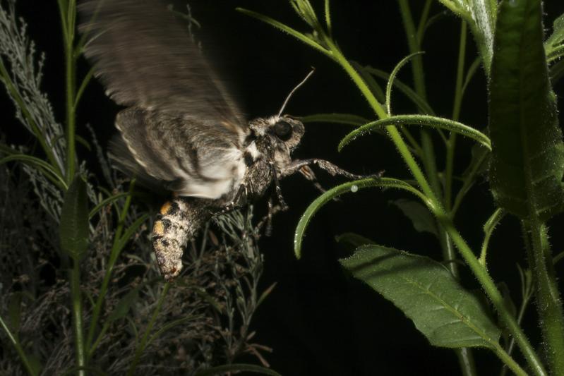 Female tobacco hawkmoths prefers to lay their eggs on the underside of their host plants, such as wild tobacco Nicotiana attenuata.